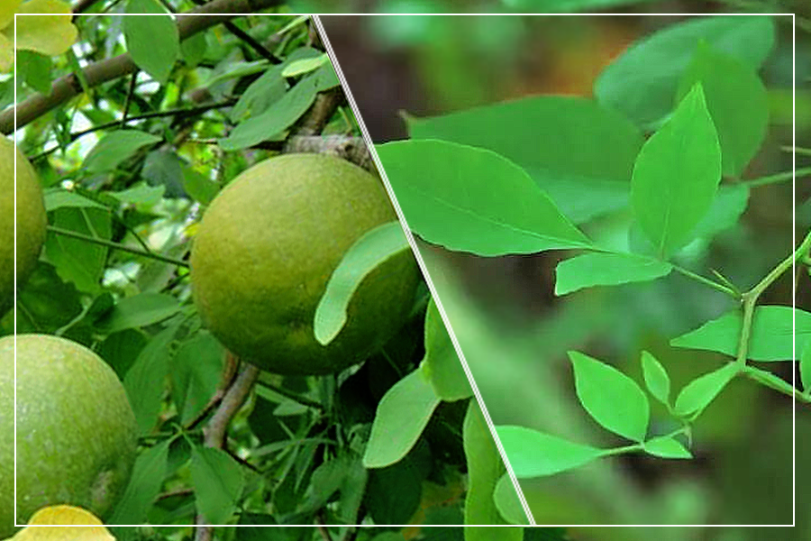 Amazing Health Benefits of Bael Fruit and Bael Patra