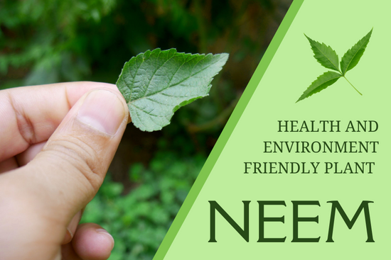 Enormous Health and Environmental Benefits of Neem Tree and Its Various Parts