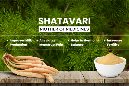 Shatavari mother of medicines 