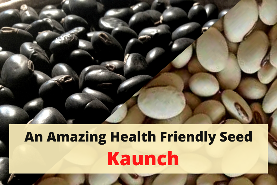 An Amazing Health Friendly Seed: Kaunch (Velvet Beans)