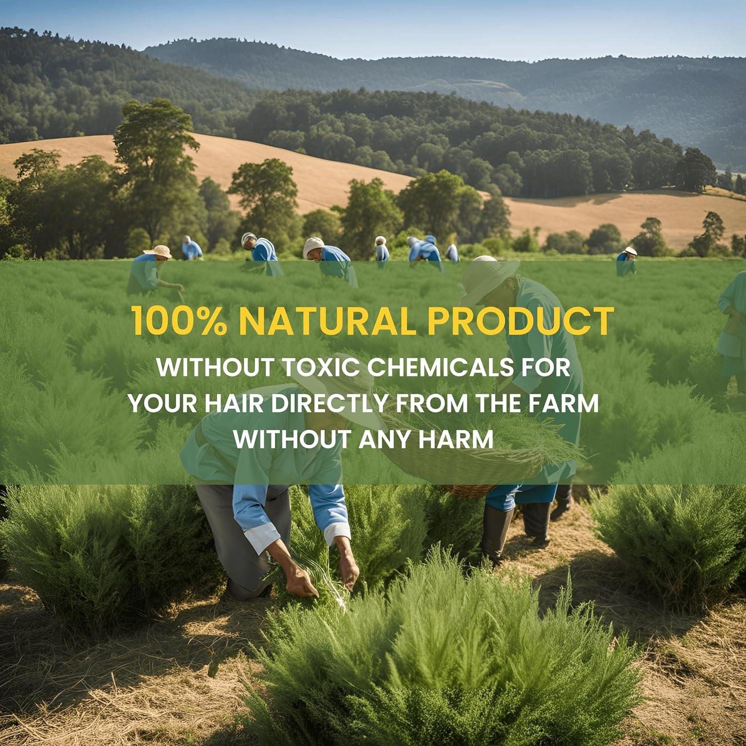 Rosemary Hair Oil (100 ml) + Natural Hair Shampoo (227 g)